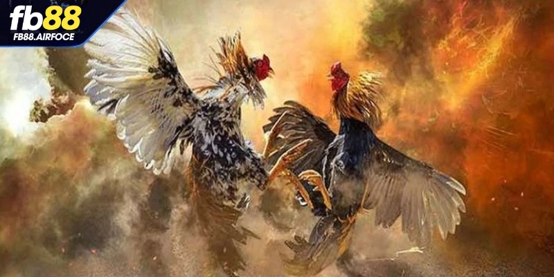 Tham gia các giải đấu với quy mô lớn đá gà Mộc Bài